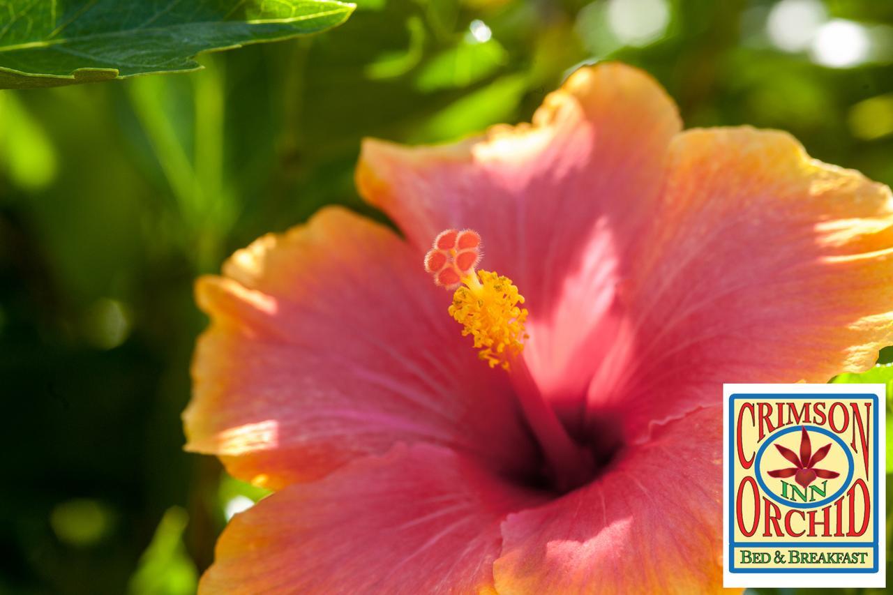 The Crimson Orchid Inn At Orchid Bay San Fernando Екстер'єр фото